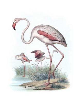 The Greater Flamingo Composition Notebook - Books, Back to School