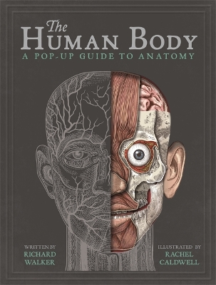 The Human Body: A Pop-Up Guide to Anatomy - Walker, Richard