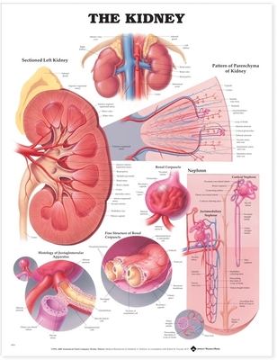 The Kidney Anatomical Chart - Anatomical Chart Company (Editor)
