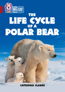 The Life Cycle of a Polar Bear: Band 14/Ruby