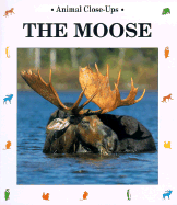 The Moose: Gentle Giant