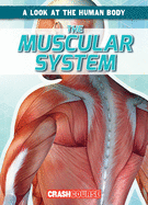 The Muscular System