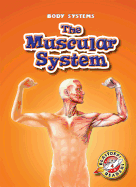 The Muscular System