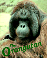 The Orangutan