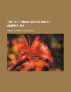 The Spermatogenesis of Amphiuma