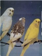 The T.F.H. book of budgerigars