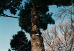 Tree Tops Tall