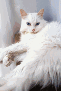 Turkish Angora Cat "I Would Like Exactly Two Belly Rubs.": 150 page lined notebook/diary