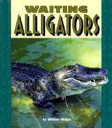 Waiting Alligators