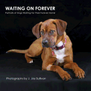 Waiting on Forever: Portraits of Dogs Waiting for Their Forever Home