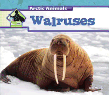 Walruses