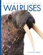 Walruses