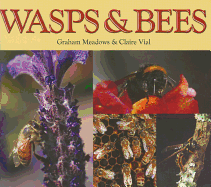 Wasps & Bees