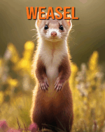 Weasel: Fun Facts Book for Kids with Amazing Photos