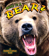 What Is a Bear?