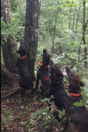 Whispers of the Wildwoods: The Adventures of The Bear Hounds