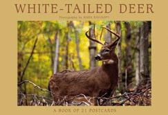 White-Tailed Deer: Postcard Book - Browntrout Publishers (Manufactured by)