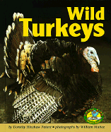 Wild Turkeys