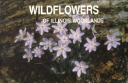 Wildflowers Illinois Woodlands-94